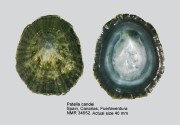 Patella candei